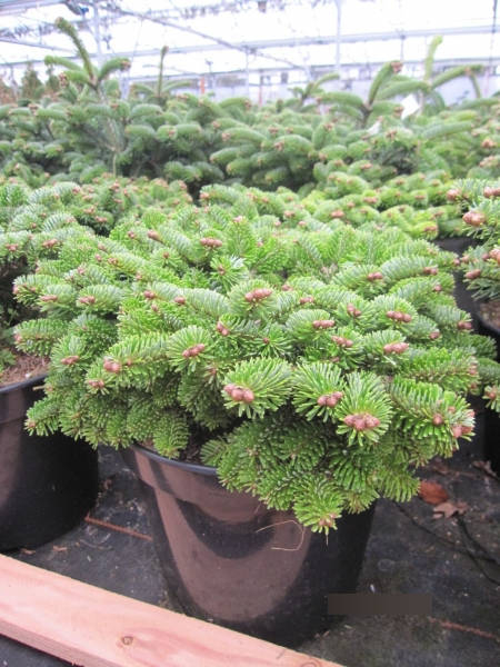 Zwerg-Nordmanntanne Kate Brook - Abies nordmanniana Kate Brook